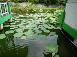 Image of a water pond with lotus plants above it. The pool has a beautiful view with shadows of objects and plants on the water photo