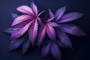 Cannabis leaves. Cannabis marijuana foliage with a purple pink tint on a black background. photo