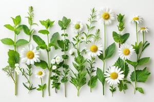 Chamomile flower mint leaves composition isolated on white photo