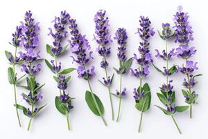 Lavender flowers isolated on white background photo