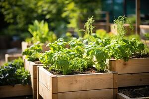 Wooden raised beds in modern urban garden with growing plants flowers herbs spices and vegetables photo