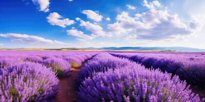 Vast lavender fields on a sunny day photo