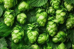 Close up background of fresh green beer hops photo