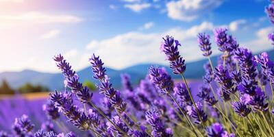 Vast lavender fields on a sunny day photo