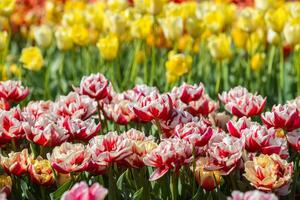 Spring Blooming, tulip Fields in Full Color photo