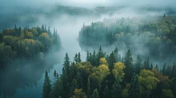 Panoramic view of forest with morning fog, aerial spaces. photo