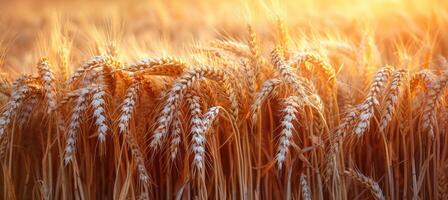 Wheat field. Ears of golden wheat closeup. Harvest concept. photo