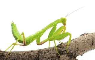 de cerca de un Orando verde mantis. estudio Disparo foto