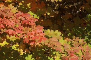 Autumnal trees on the sunset into park photo