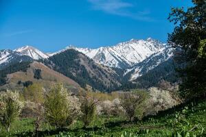 Gardens of blooming apples photo