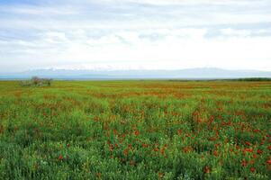 primavera campos eso es logo-rojo un amapola foto