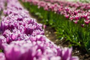 primavera floreciente, tulipán campos en lleno color foto