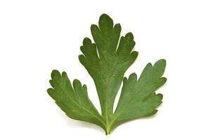 Leaves of the fresh parsley photo