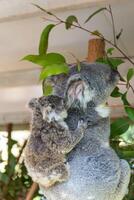 Koala in the National Park, Brisbane, Australia photo