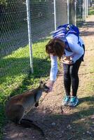 Beautiful girl with kangaroo in the national park, Brisbane, Australia photo