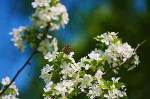 Butterfly Vanessa Io on apple tree blossom photo