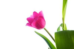 Tulip flower isolated on white photo