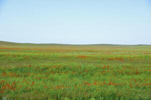 Vessenie fields it is red-allogo a poppy photo