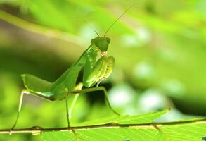 Praying green Mantis close up photo