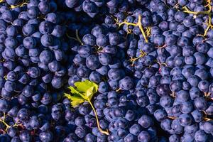 Vegan foods concept. Ripe blue grapes in full frame view photo