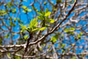 Fig tree with buds and leaves. Organic farming concept photo