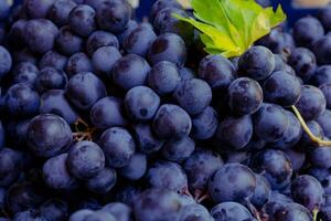 Ripe blue grapes in full frame view with leaf and stem or stalks photo