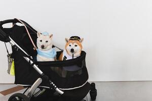 Two Japanese Shiba Inu dog in pushchair on white background. photo