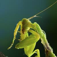 Green mantis in studio photo