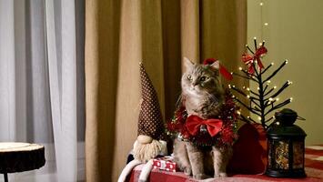 Scottish straight eared cat and red decorations on New Year's, celebrating Holiday Christmas. Pet sitting on the bed at home photo