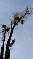 un experto arbolista vistiendo un la seguridad aprovechar y casco usos un motosierra a eliminar ramas desde un alto árbol en un residencial área. foto