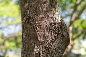 cerca arriba árbol ladrar textura. foto