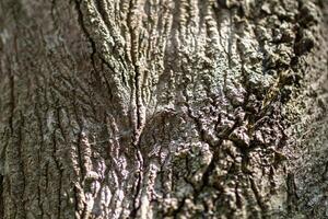 cerca arriba árbol ladrar textura. foto