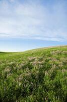 Blossoming spring steppe photo