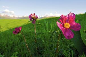 Wild flower in the mountains photo