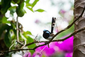 The Superb Fairywren photo