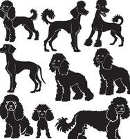 poodle silhouette vecto vector