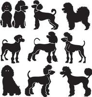 caniche silueta vecto vector