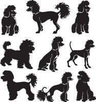 poodle silhouette vecto vector