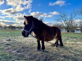 The pony on the farm on green grass. Blue sky photo