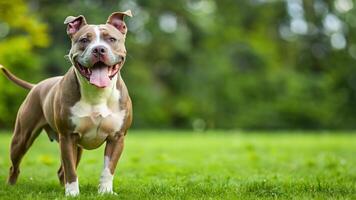 pitbull dog with a cheerful face and sitting on the grass photo