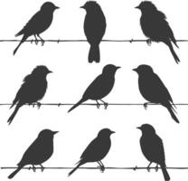 Silhouette birds on wire black color only vector