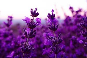 Lavender flower field closeup on sunset, fresh purple aromatic flowers for natural background. Design template for lifestyle illustration. Violet lavender field in Provence, France. photo