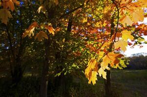 Autumnal trees on the sunset into park photo