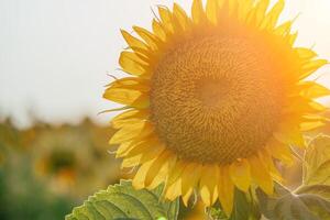 brillante girasol flor. de cerca de un girasol en lleno floración, creando un natural resumen antecedentes. verano tiempo. campo de girasoles en el calentar ligero de el ajuste Dom. helianthus anual. foto