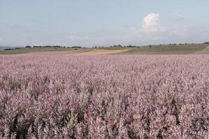 campo de hierba sabio - salvia esclarea en floración, cultivado a extraer el esencial petróleo y Miel. campo con florecer sabio plantas durante dorado atardecer, relajante naturaleza vista. cerca arriba. selectivo enfocar. foto