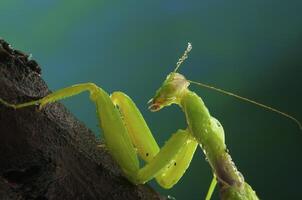 Green mantis in studio photo