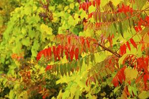 Autumnal trees on the sunset into park photo