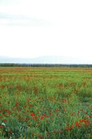 primavera campos eso es logo-rojo un amapola foto