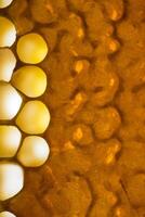 Close up studio shot of organic honey in a honey-comb. photo