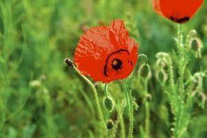 Spring fields it is red-allogo a poppy photo